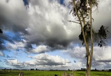 乌兹别克斯坦队员海外征战,为亚洲联赛拼搏